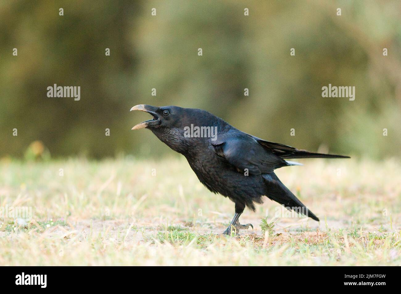A selective of a common crow (Euploea core) on the ground Stock Photo ...