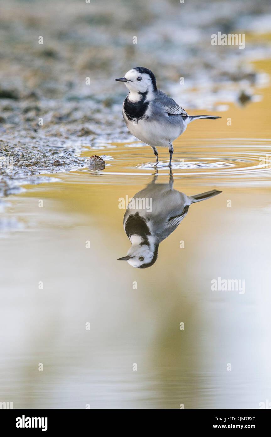 A beautiful vertical shot of wagtail bird reflecting in the water Stock  Photo - Alamy