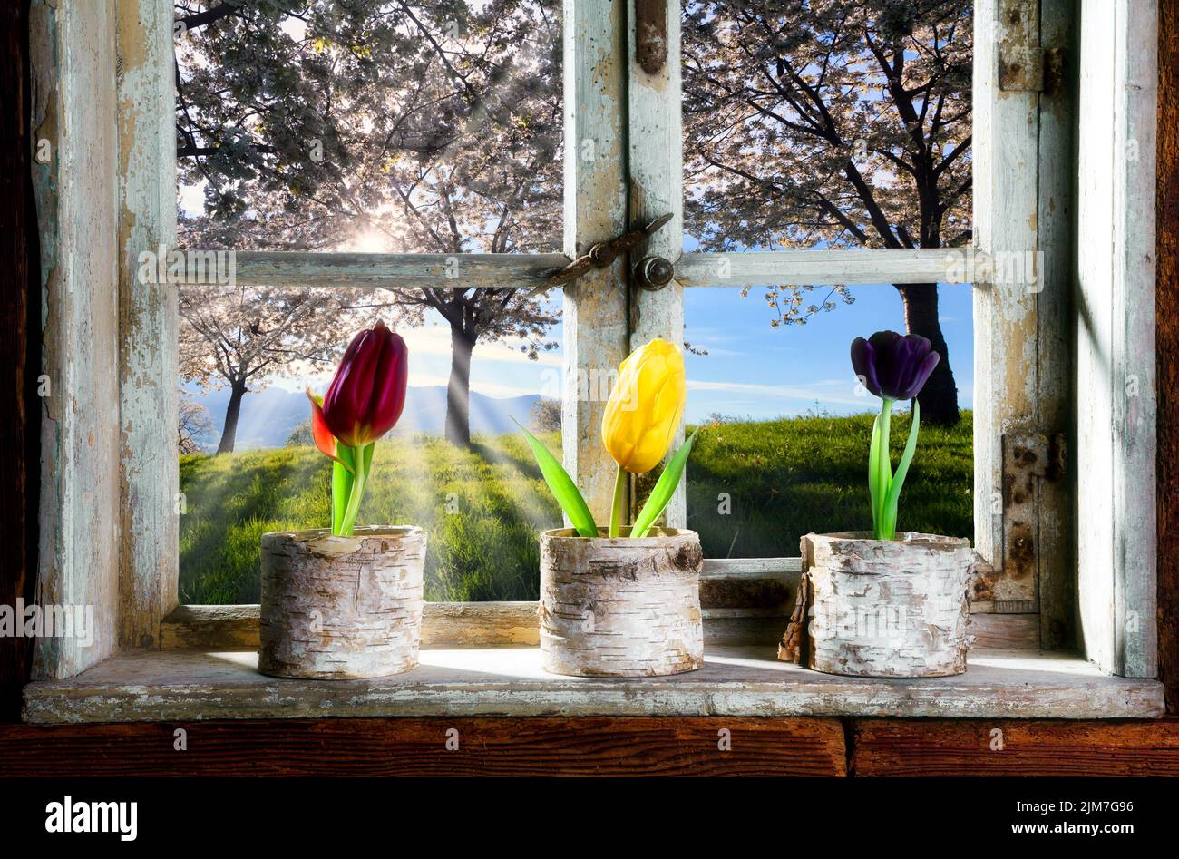 Flower pots with tulips at a window with a view of the landscape Stock Photo