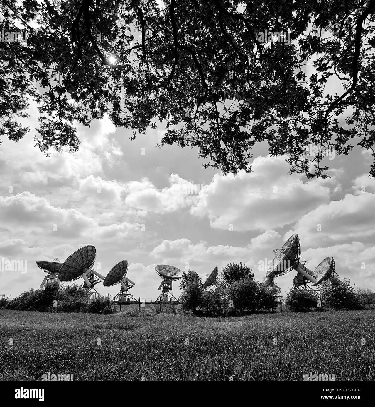 An array of radio astronomy look up at the sky, framed under tree branches Stock Photo