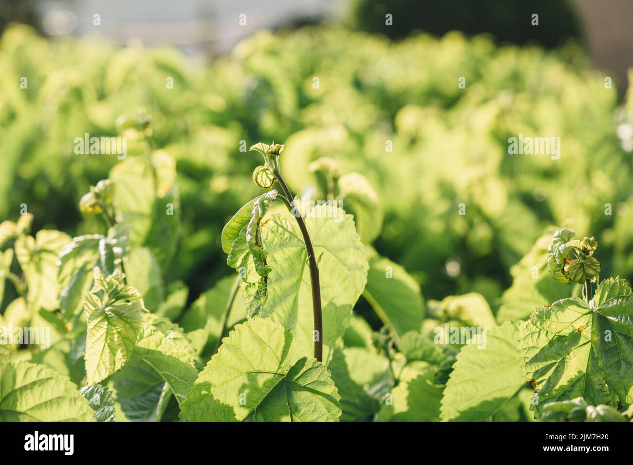 A closeup shot of green Patchouli plants in a field on a sunny day Stock Photo