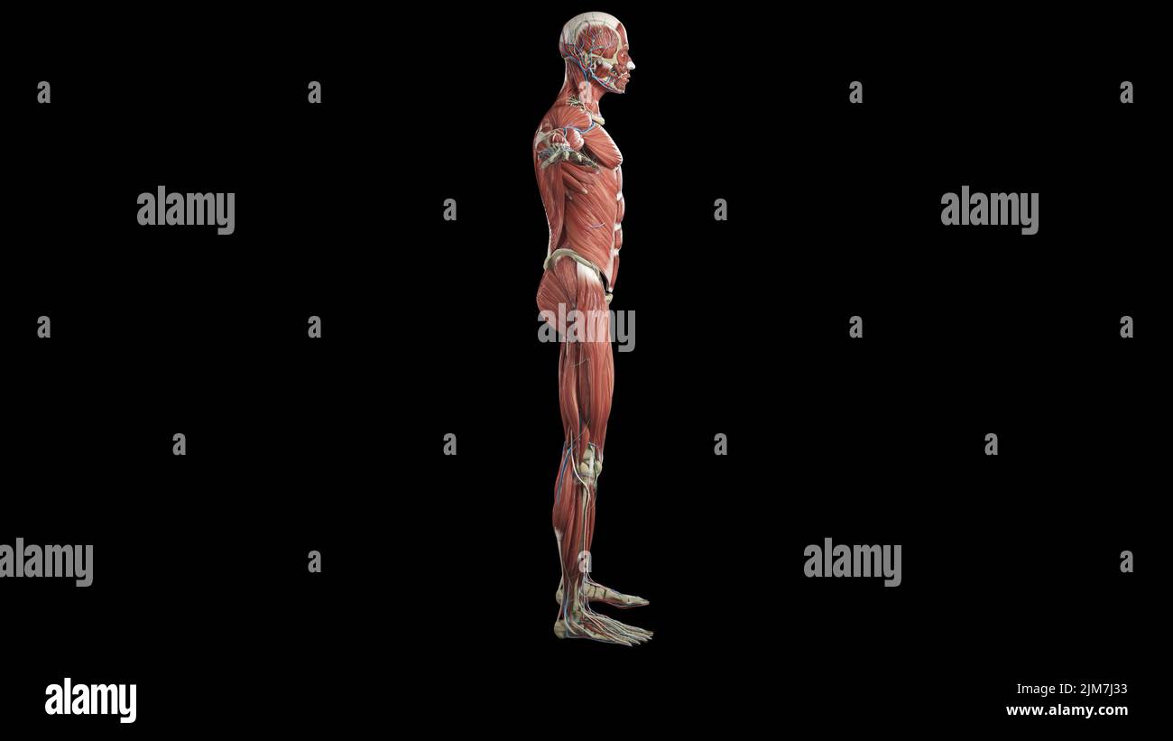 A 3D visualization of a human body muscle anatomy on a black background ...
