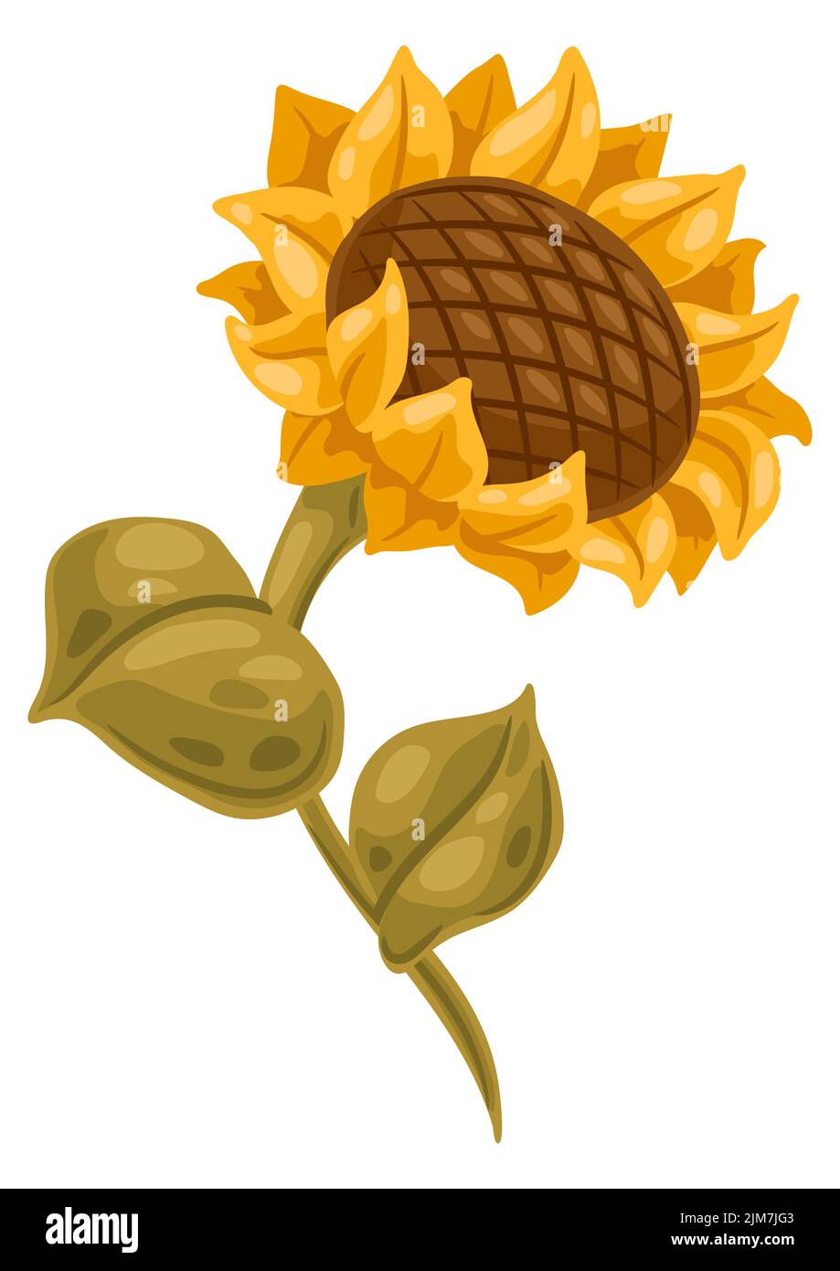 Illustration of sunflower. Image of seasonal autumn plant Stock Vector ...