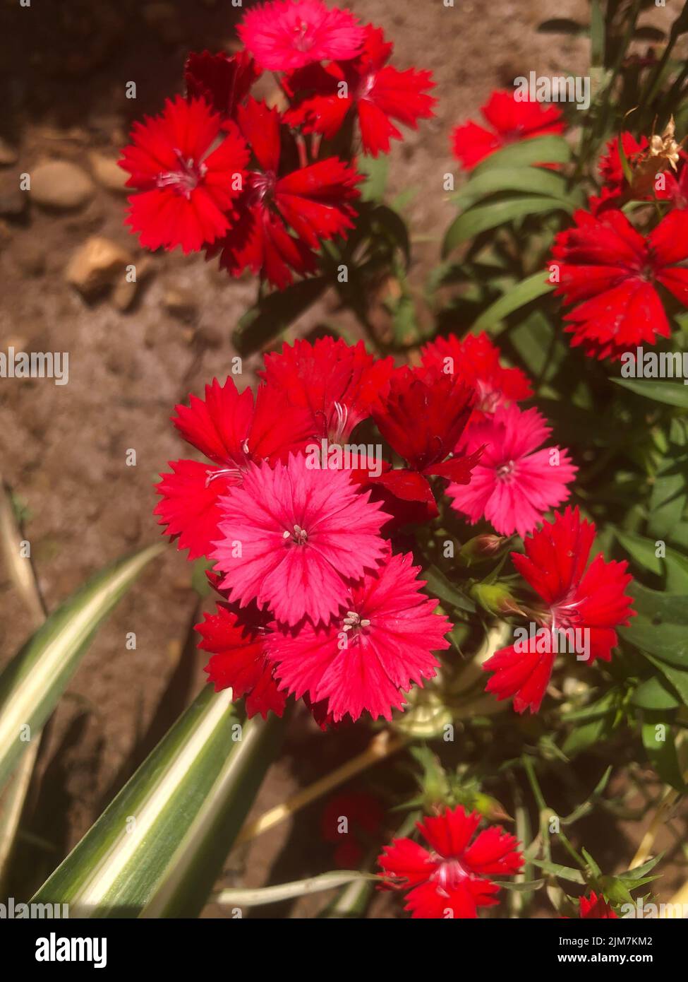 Dianthus chinensis is a species of Dianthus native to northern China