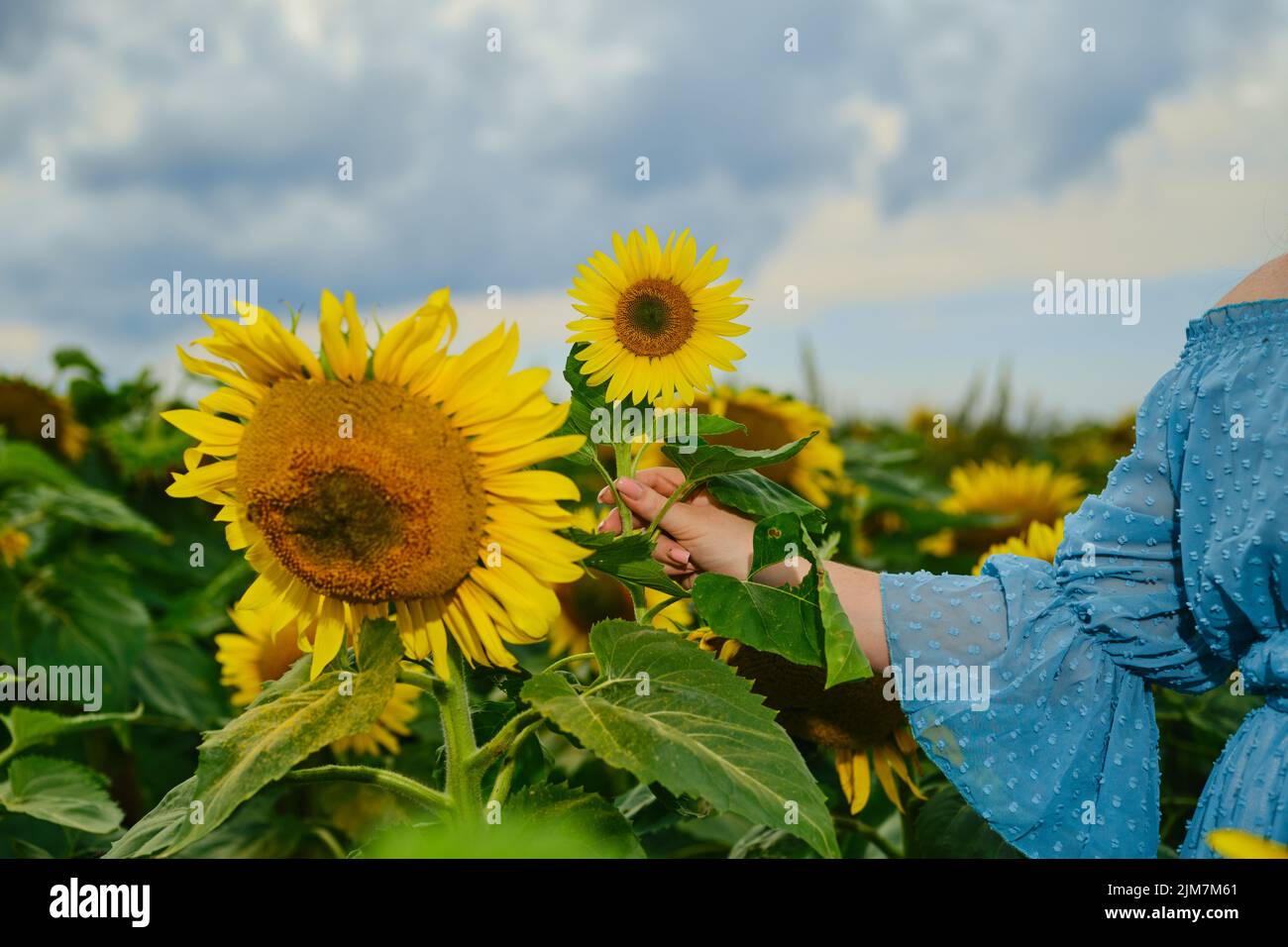 Hand of a woman with sunflower Stock Photo - Alamy