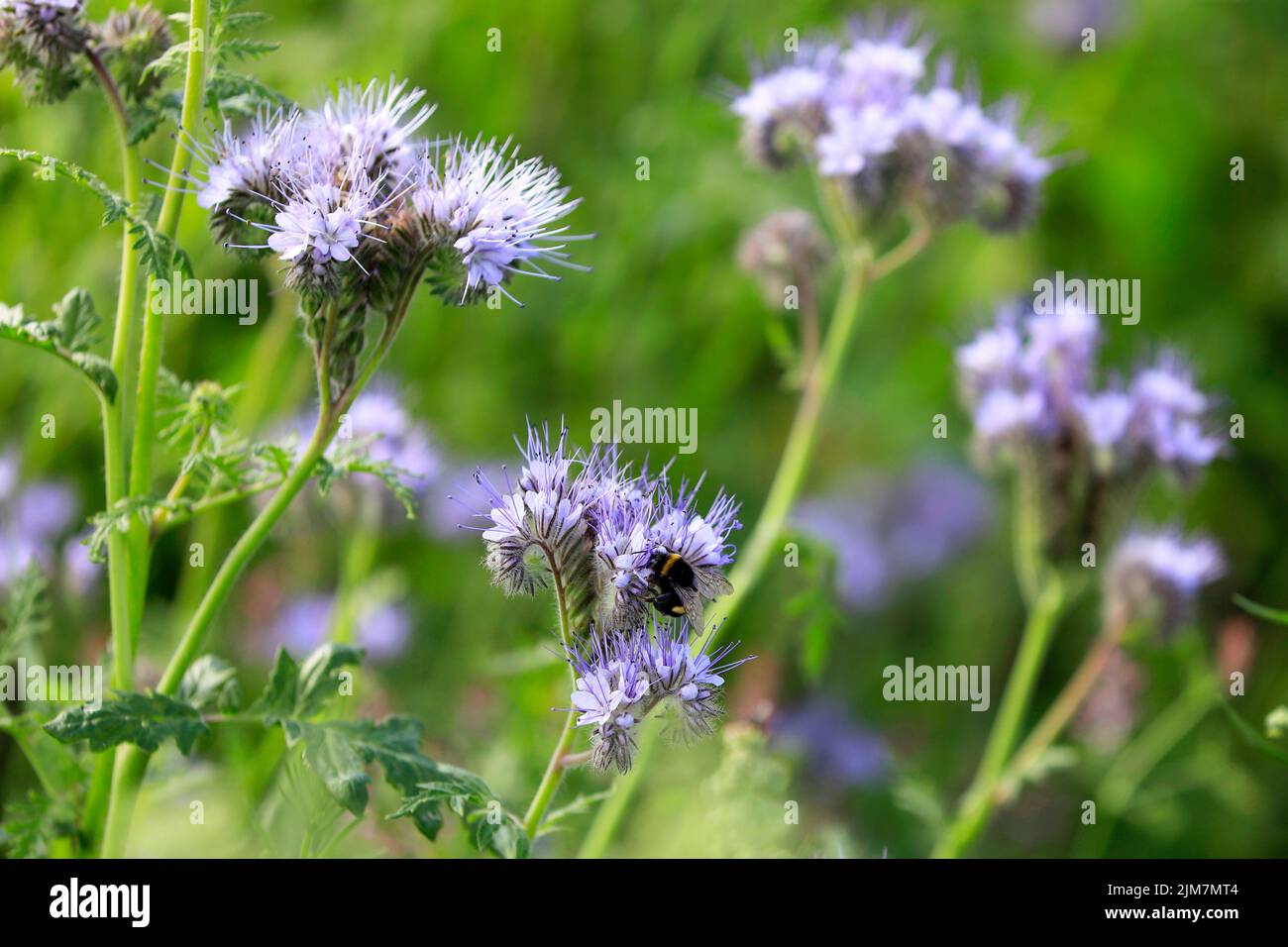 Flowering Lacy phacelia, Phacelia tanacetifolia, often used as a bee plant or cover crop, with a Bumblebee, pollinator insect of Bombus spp. Stock Photo