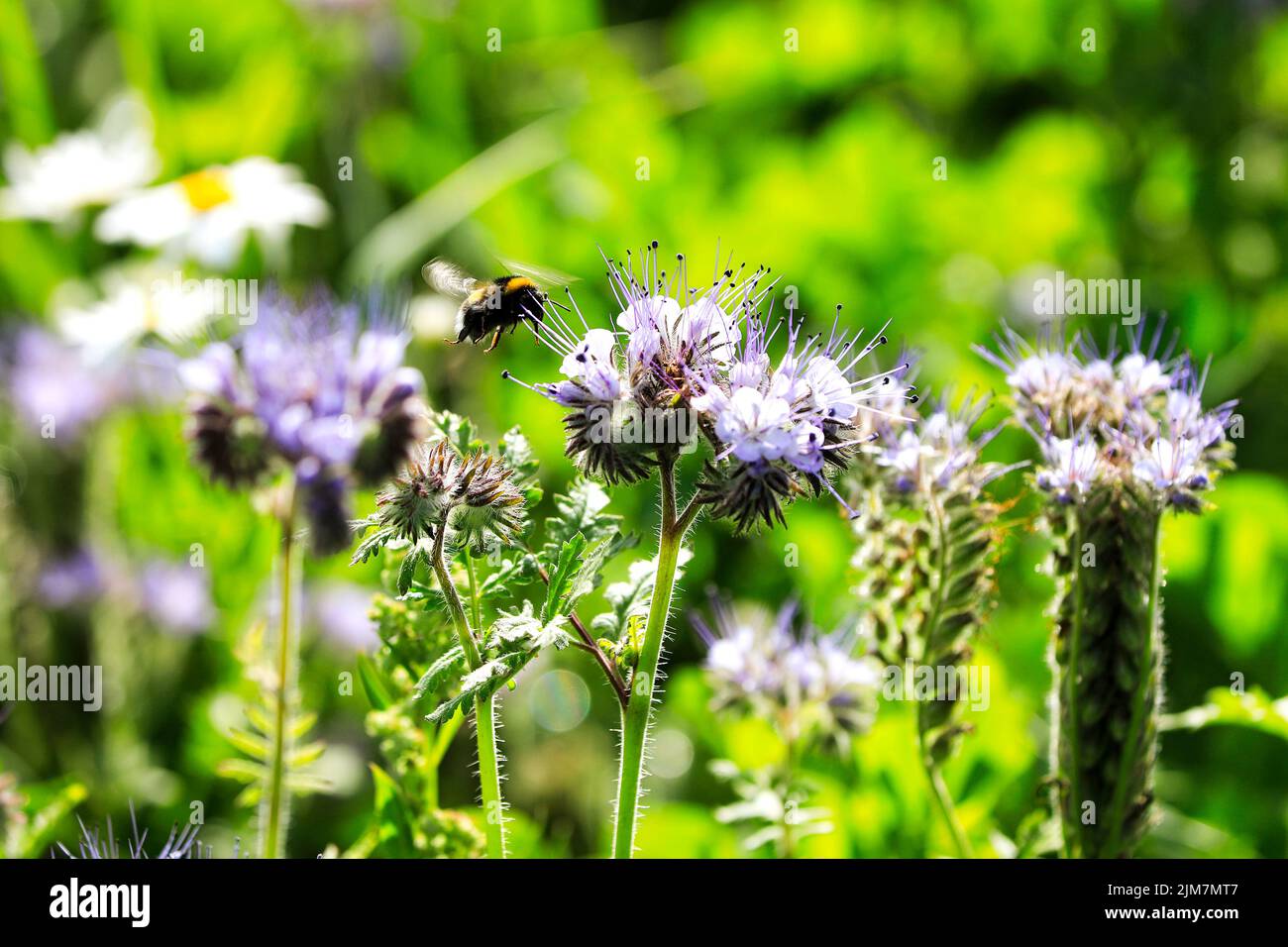 Bumblebee, pollinator insect of Bombus spp, is about to land on flowering Lacy phacelia, Phacelia tanacetifolia, for feeding on its nectar. Shallow do Stock Photo