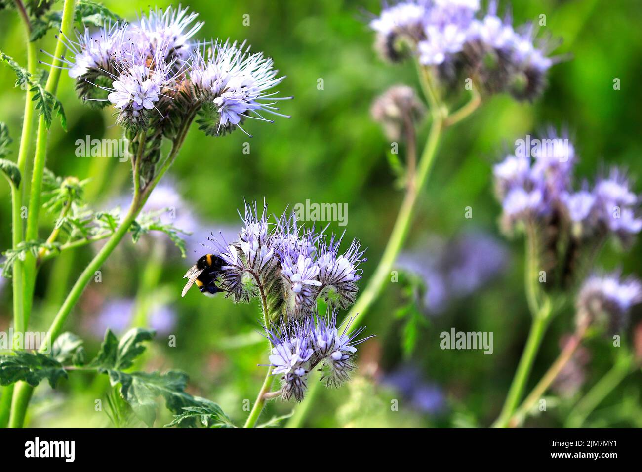 Flowering Lacy phacelia, Phacelia tanacetifolia, often used as a bee plant or cover crop, with a Bumblebee, pollinator insect of Bombus spp. Stock Photo