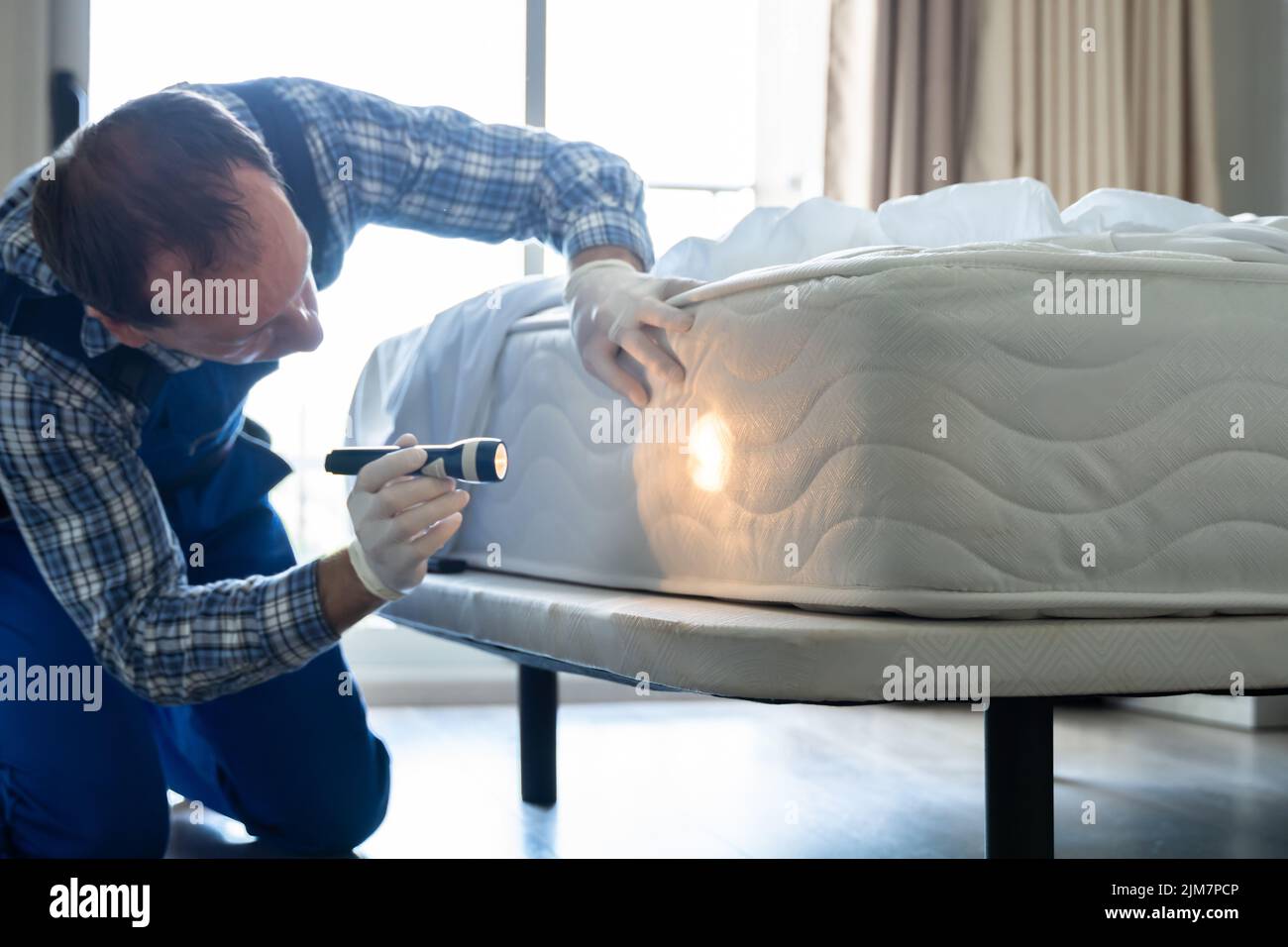 Bed Bug Infestation And Treatment Service. Bugs Extermination Stock Photo