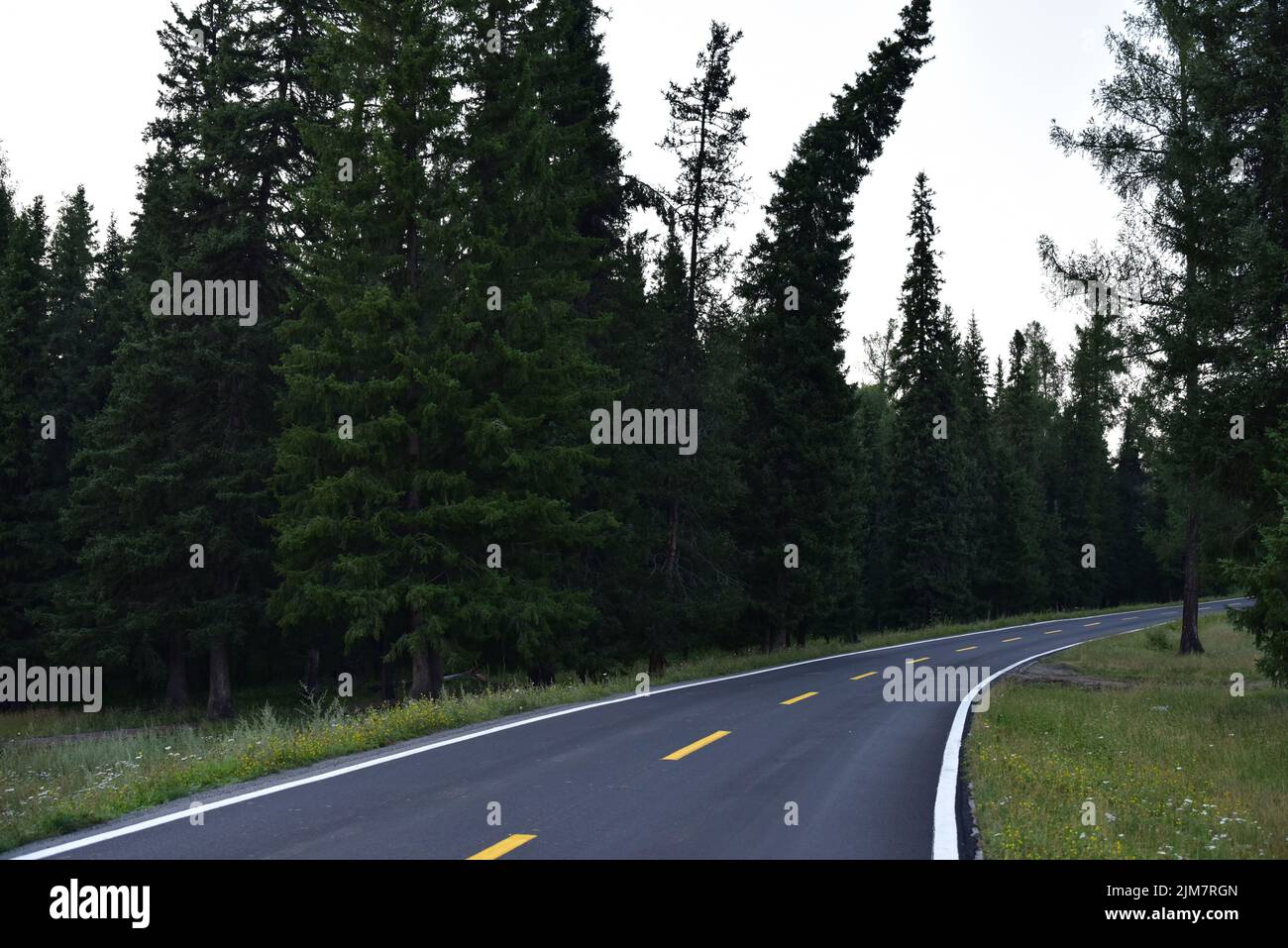 Trees along asphalt road hi-res stock photography and images - Alamy