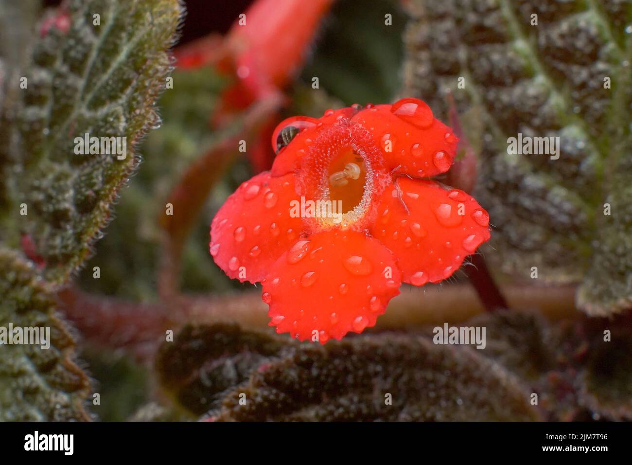 A closeup shot of dewdrops on a red Episcia flower Stock Photo