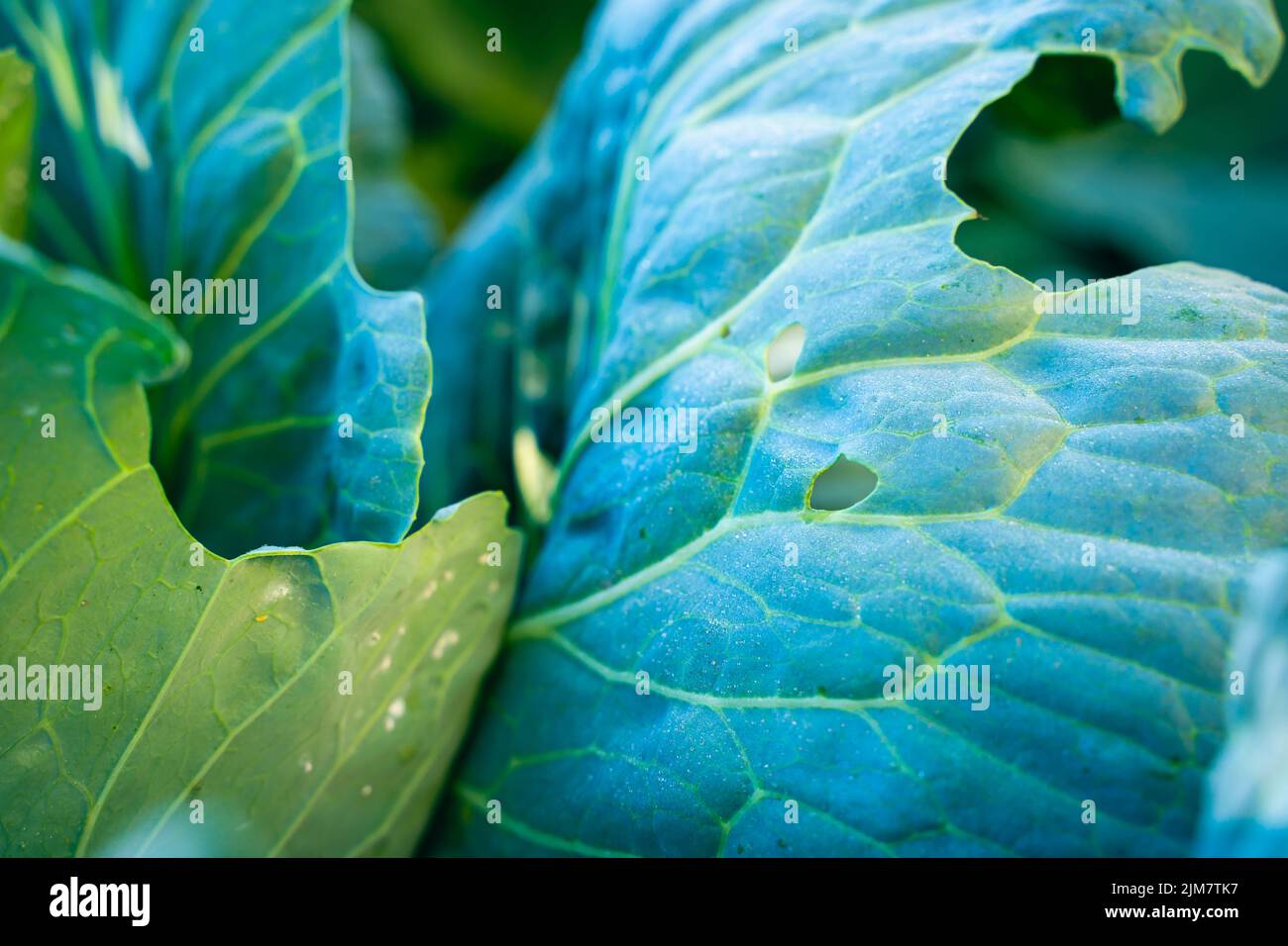 A leaf of a growing white cabbage is infested with Aleyrodoidea in
