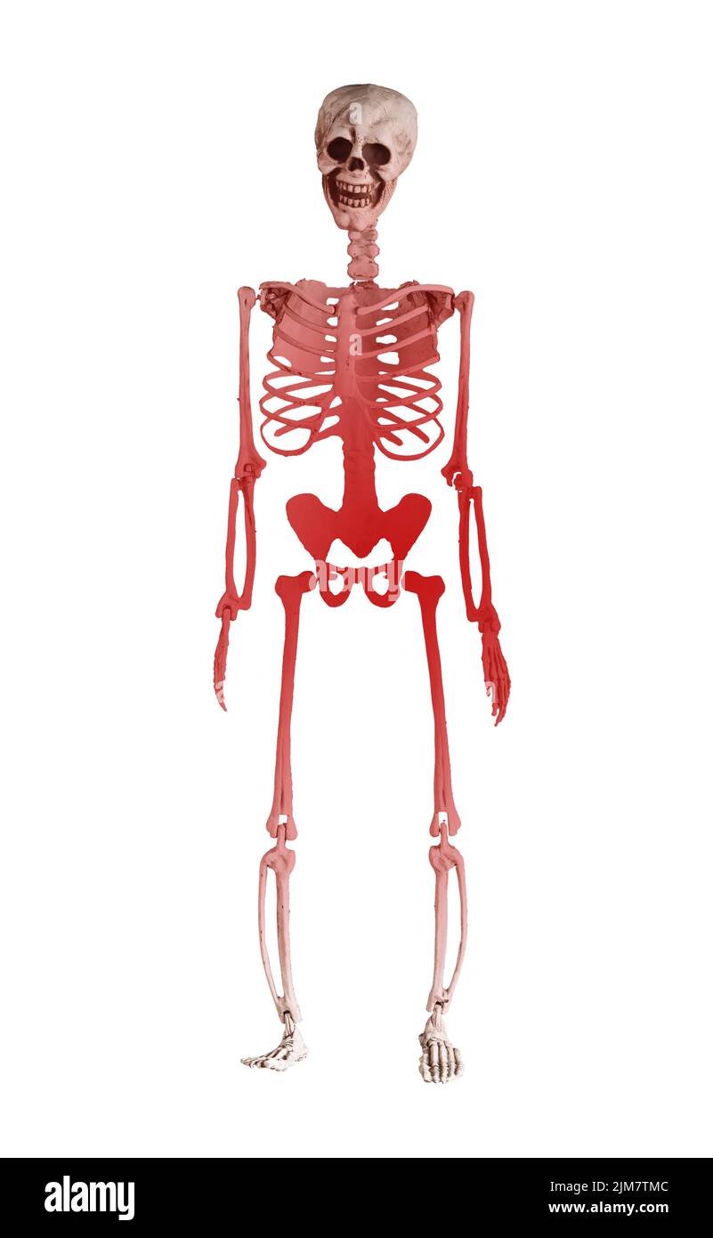 Bone pain. Skeleton with red spots isolated on white background. Injury