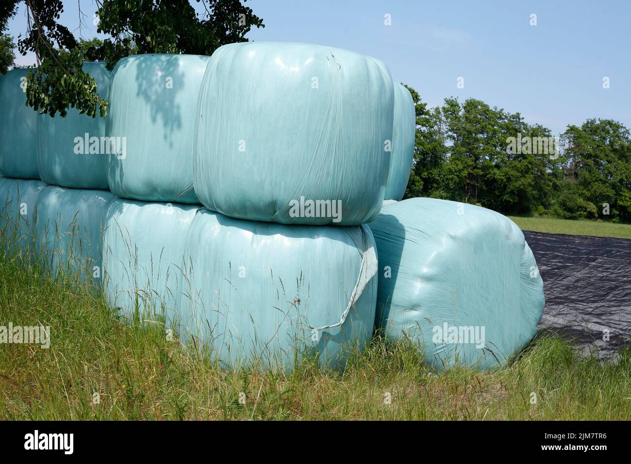 Grass silage packed with blue plastic tarp, Lower Saxony, Germany Stock Photo