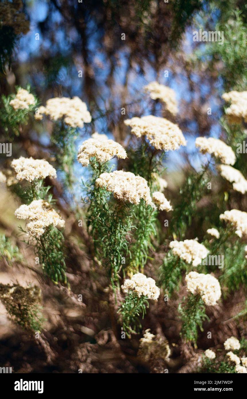 A vertical closeup of a shrub of white Cassinia aculeata growing in sunlight Stock Photo