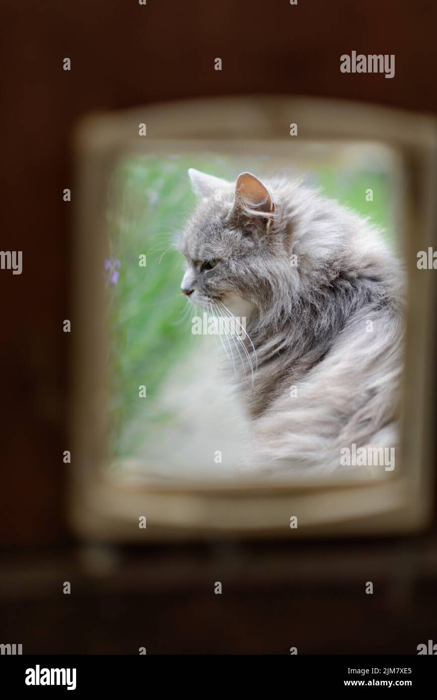 cat looking serene in the garden through the flap Stock Photo