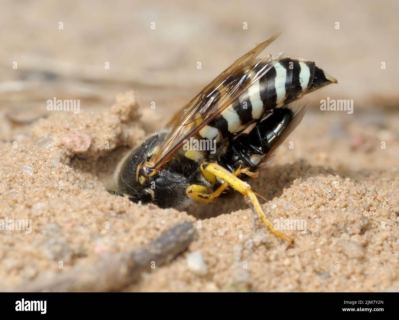 Wasp Bembex rostratus with prey Stock Photo