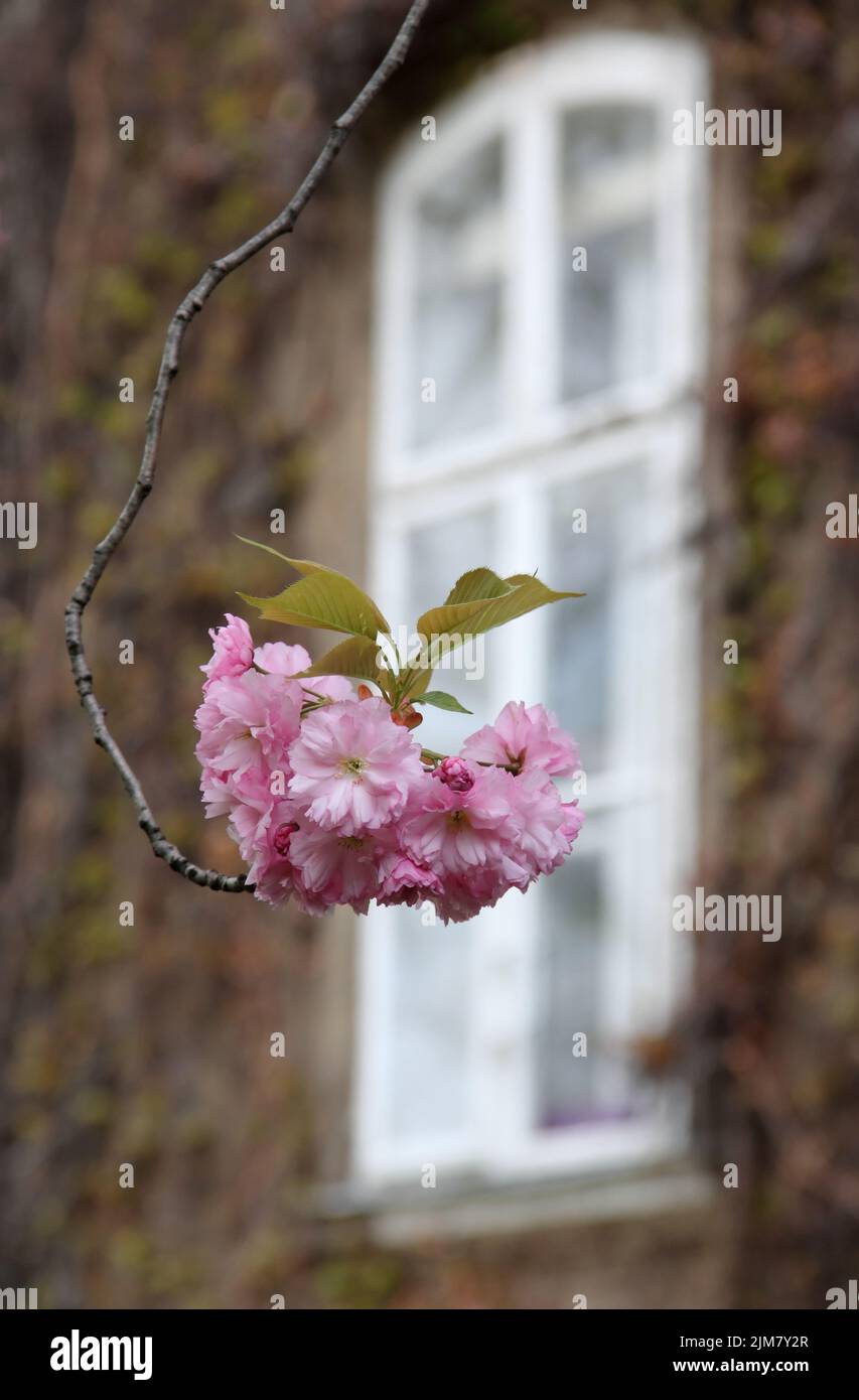 Beautiful cherry blossom border hi-res stock photography and images - Alamy