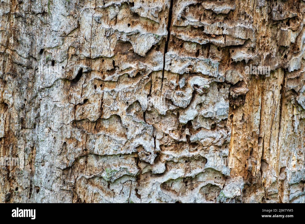 The trunk of an old tree, interwoven with corridors of bark beetle. Texture or illustrative photo Stock Photo