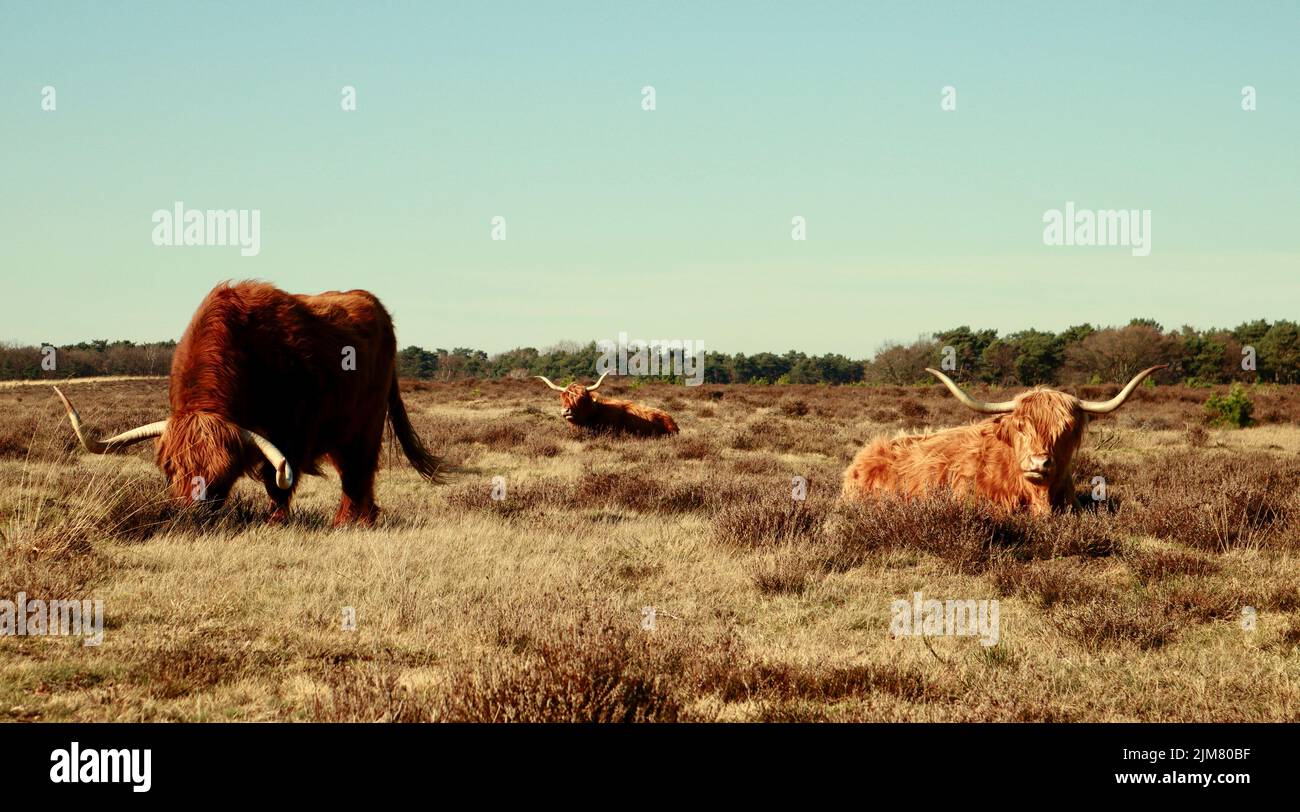 A view of beautiful highland cows in a field on a sunny day Stock Photo ...