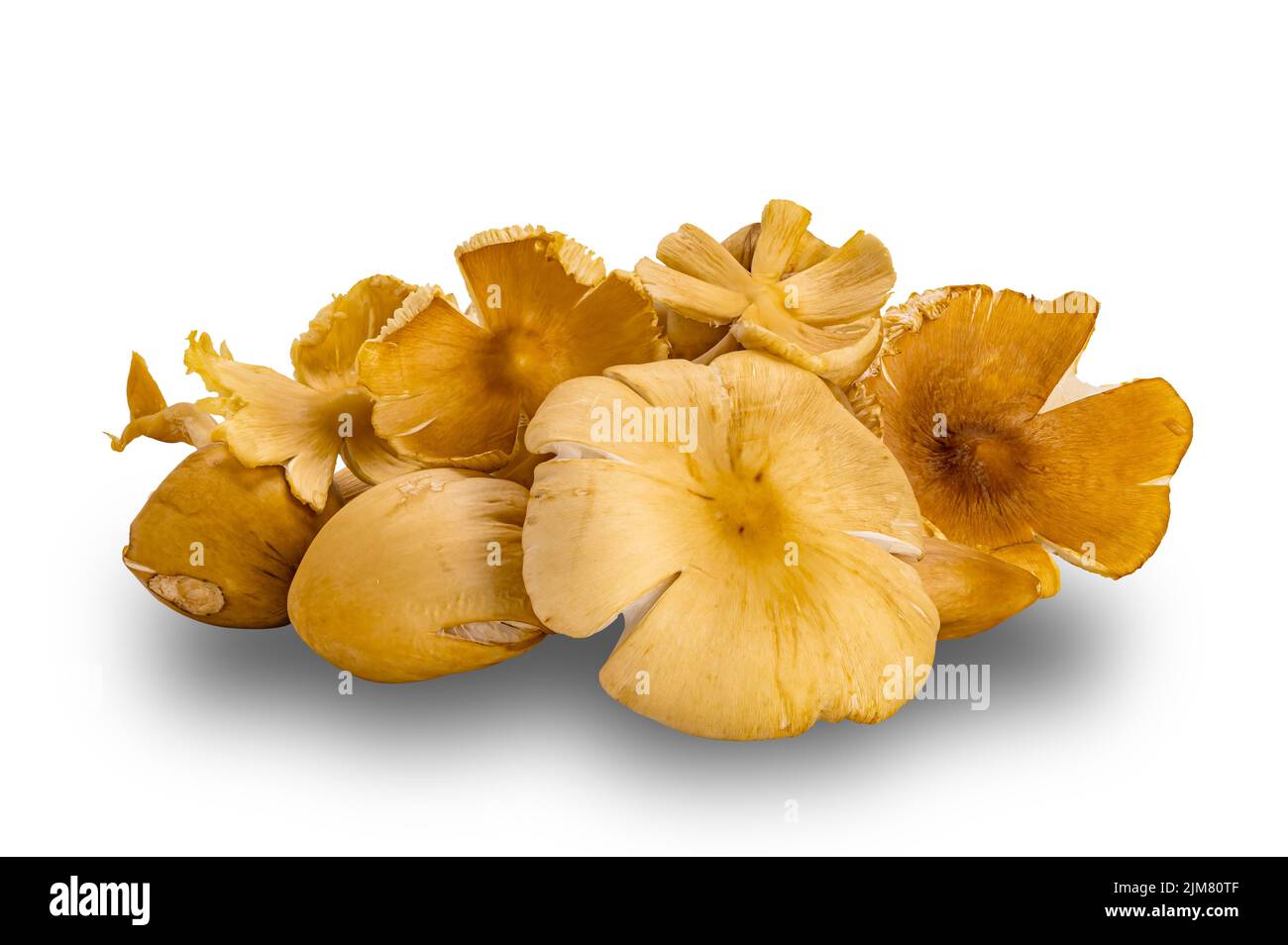 Pile of fresh termite mushroom isolated on white background with clipping path. The mushroom are cultivated by termites by means of a complex natural Stock Photo