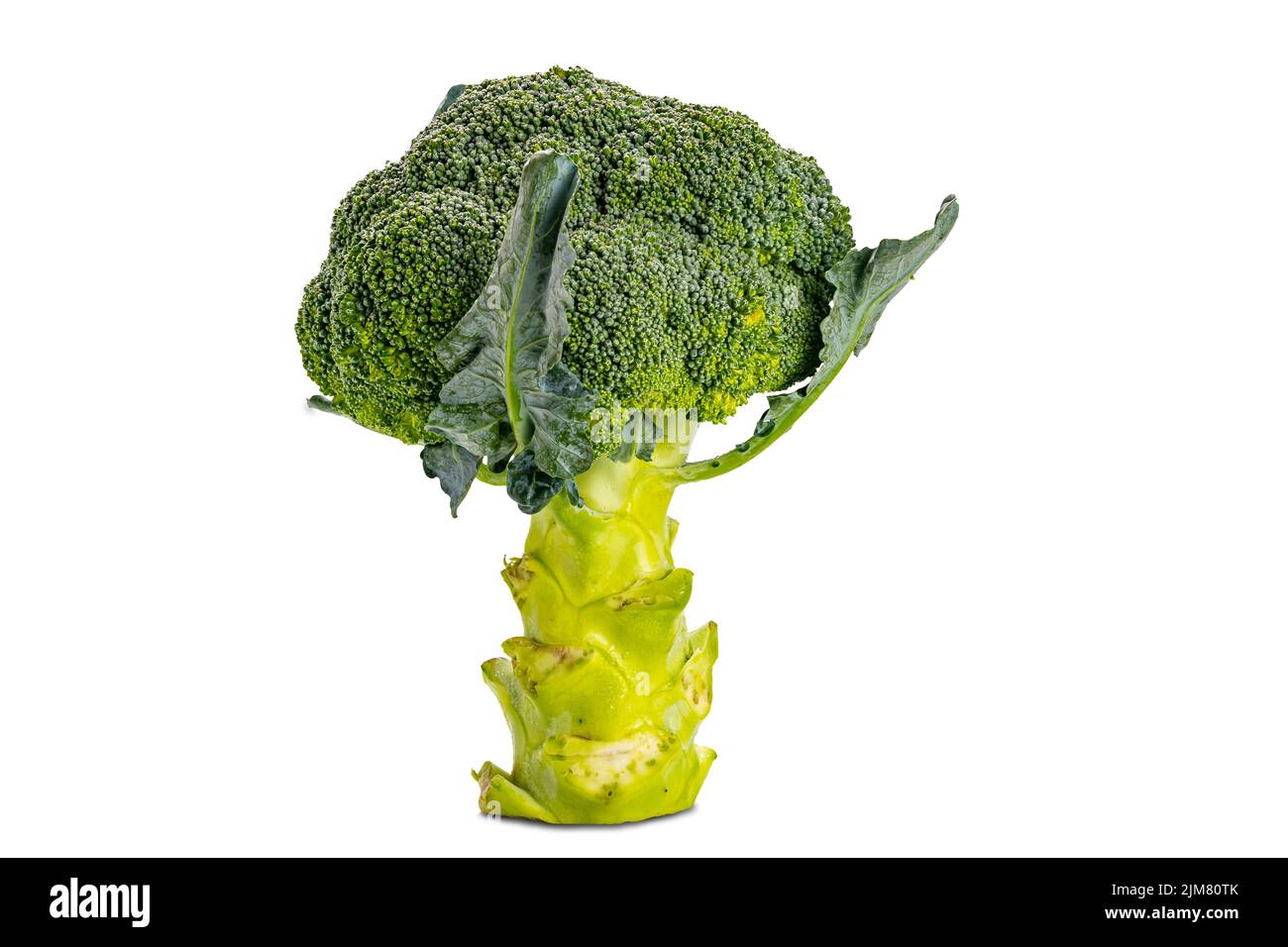 Side view of single fresh broccoli isolated on white background with ...