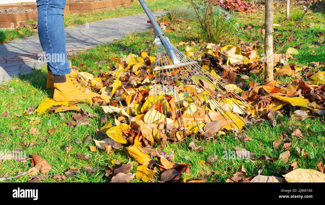 The gardener is raking the grass around the young trees in his orchard