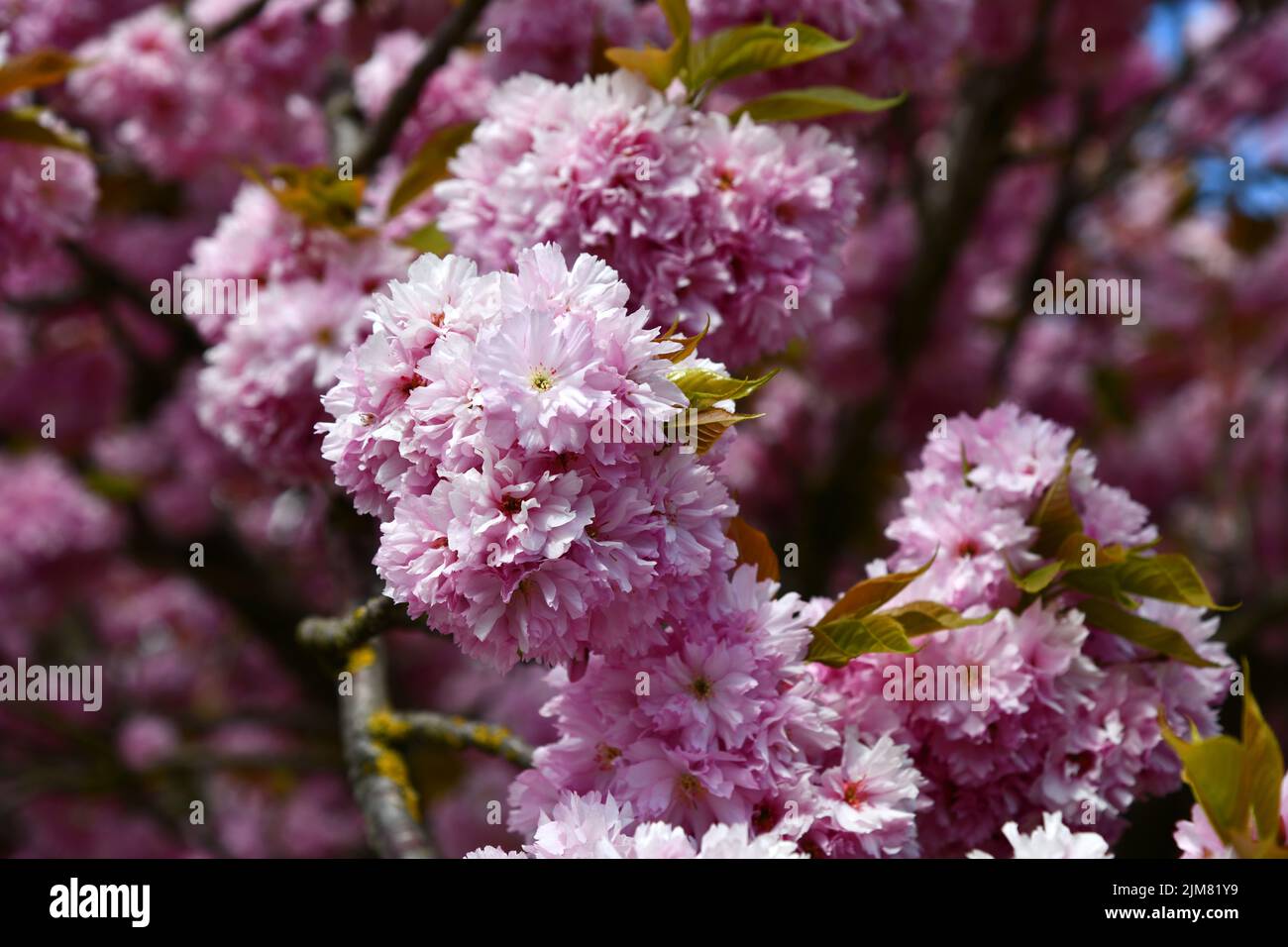 Pink flowering ornamental cherry in the garden Stock Photo - Alamy