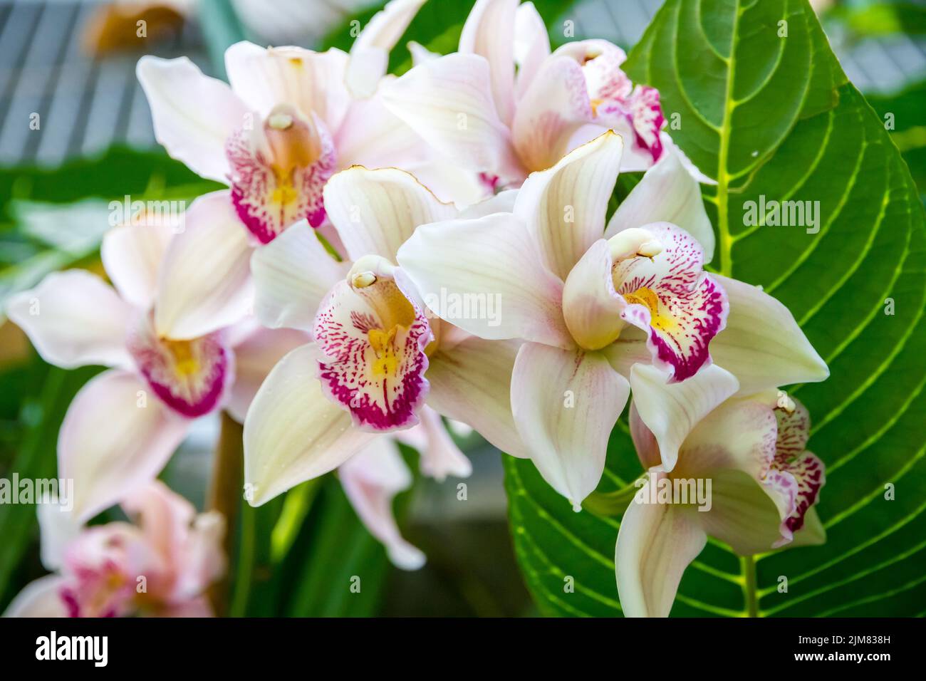 Orchid flower, rare species. Tropical floral background Stock Photo