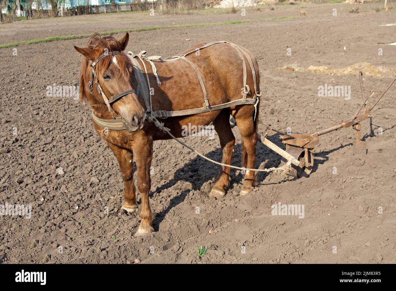 Horse with plow Stock Photo Alamy