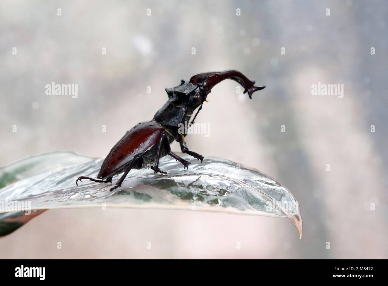 Stag beetle on the leaf Stock Photo