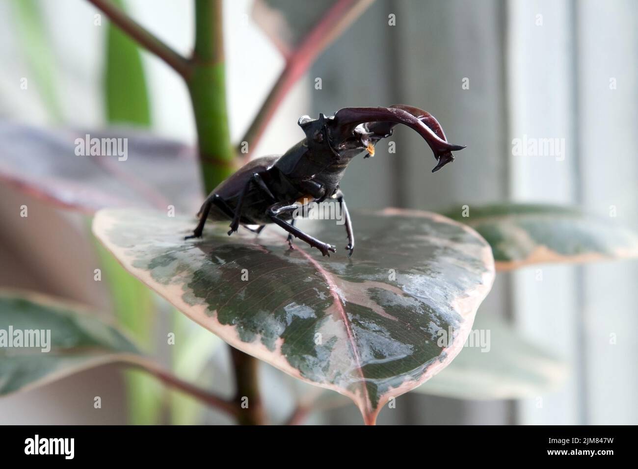 Stag beetle on the leaf Stock Photo