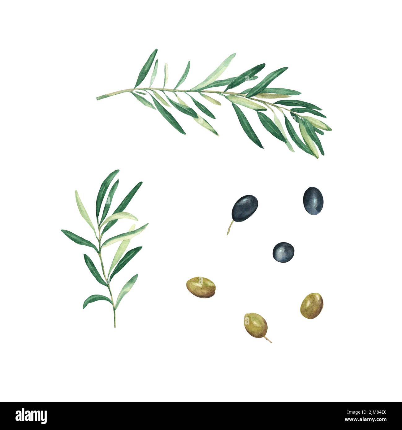 Olive branches, green and black olives set isolated on white background ...
