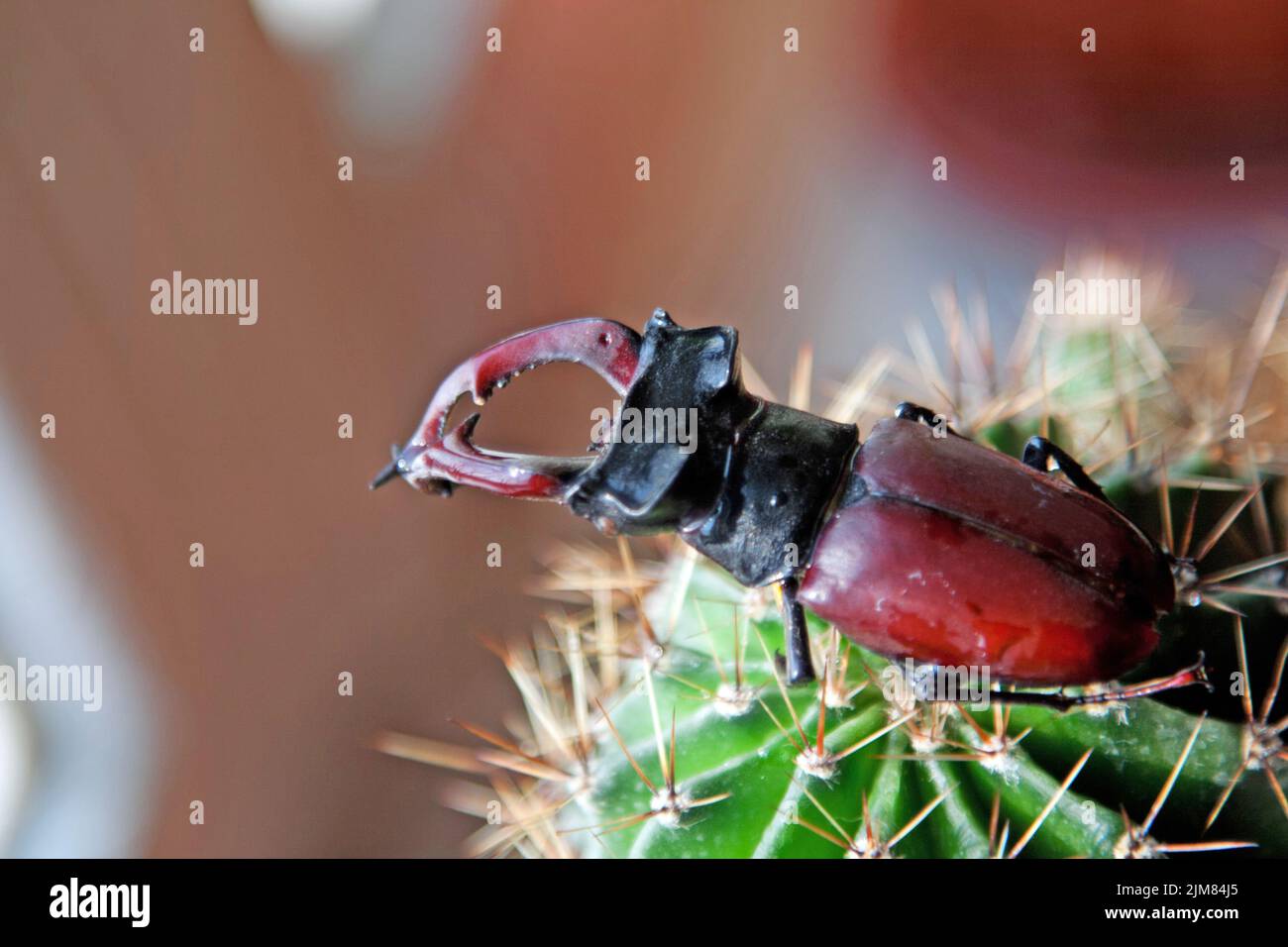 Stag beetle on cactus Stock Photo Alamy