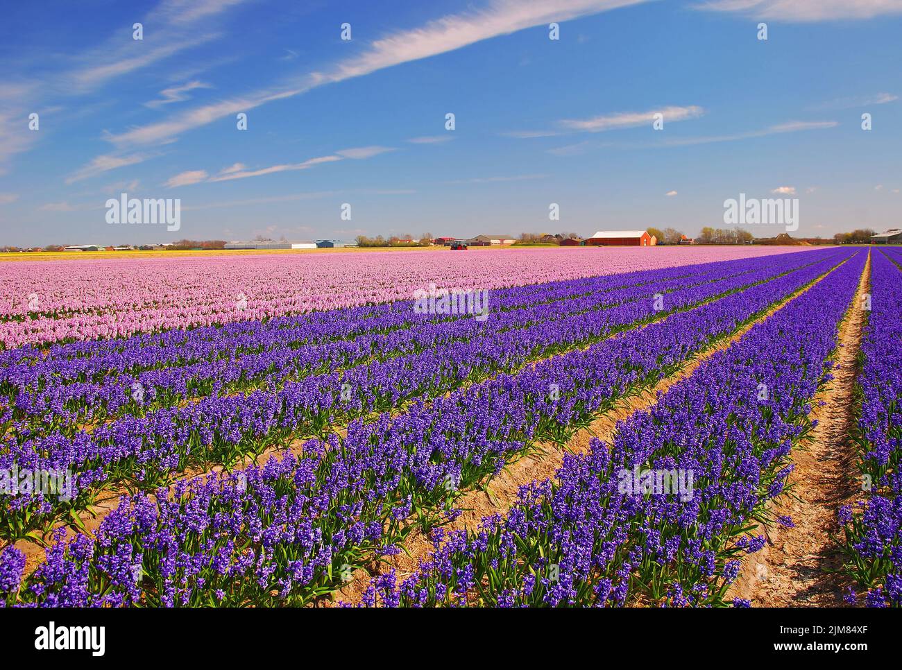 Flower Fields in the Netherlands Stock Photo