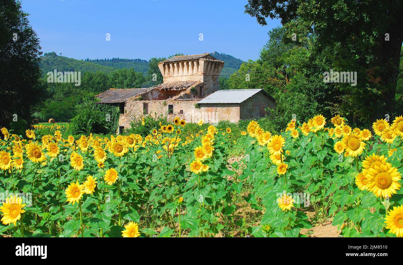 Sunflowerfields hi-res stock photography and images - Alamy