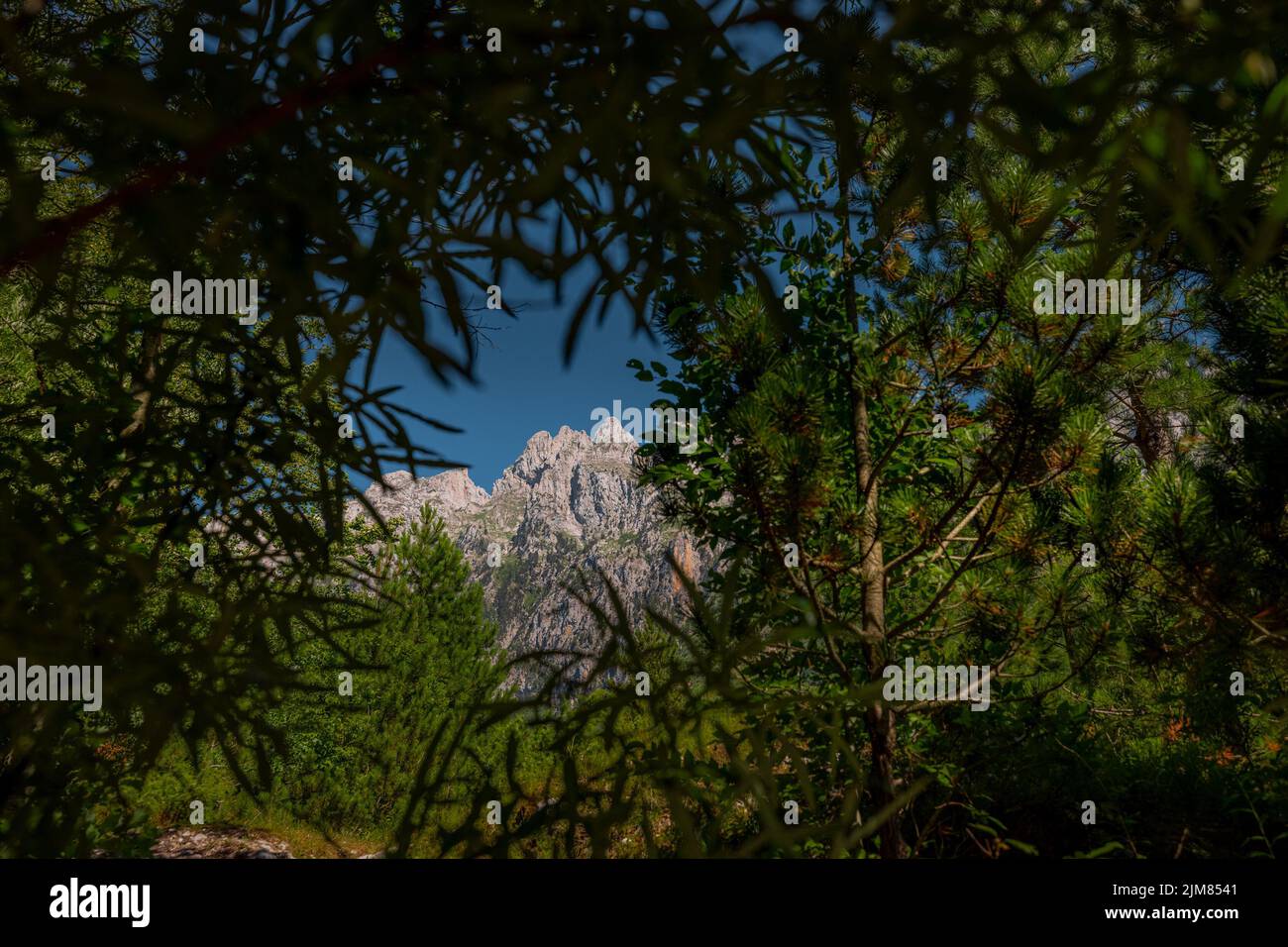 Zla kolata mountain peak observed from Valbona valley during summer time and looking through the trees and foliage. Popular hiking point in Albania. Stock Photo