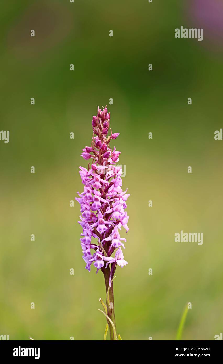 Focus Stacked image of a Fragrant Orchid at Cors Goch Nature Reserve Anglesey UK Stock Photo
