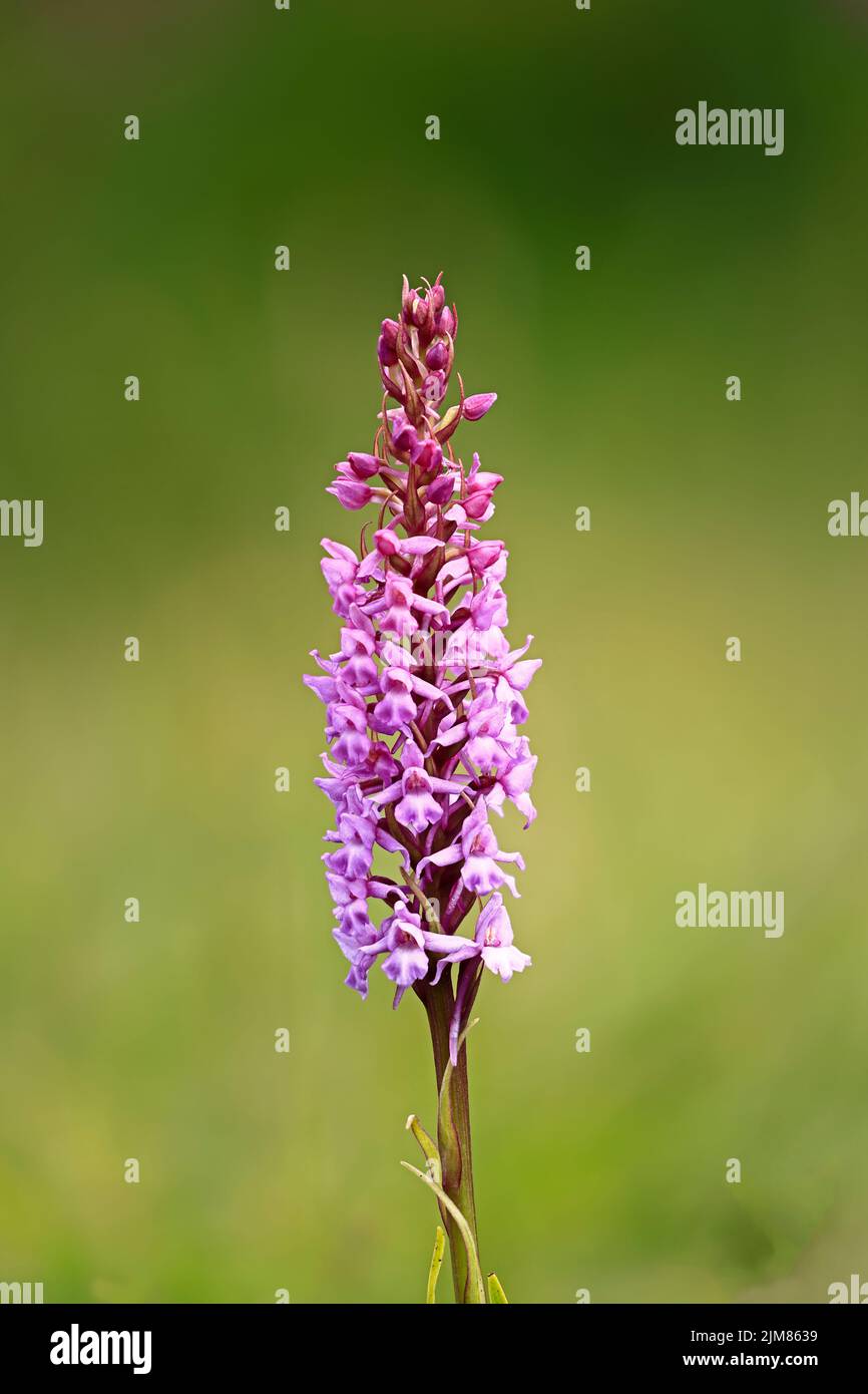 Focus Stacked image of a Fragrant Orchid at Cors Goch Nature Reserve Anglesey UK Stock Photo