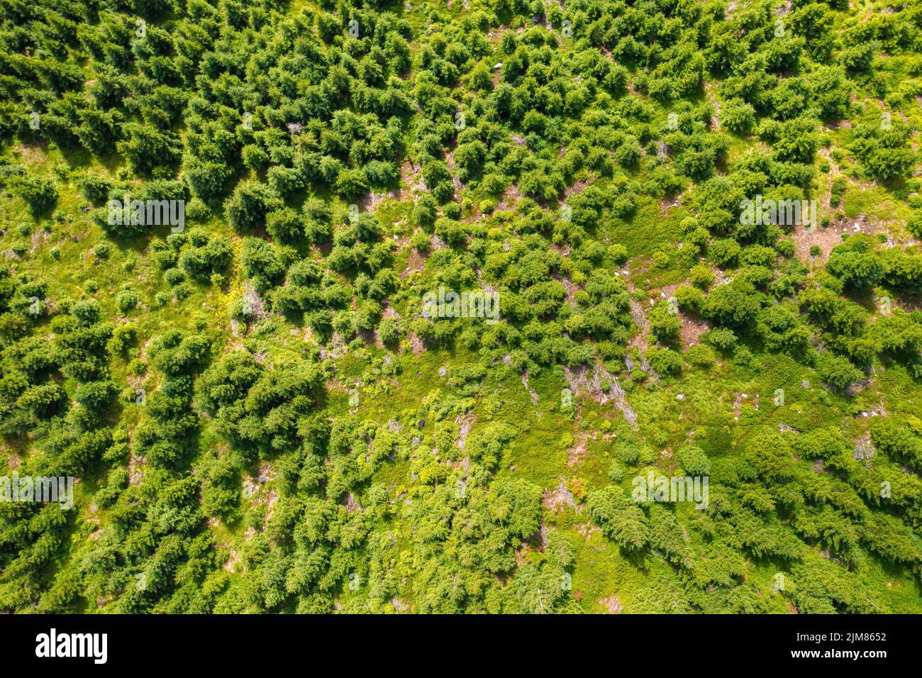 Top view of the top of green pine or spruce trees in the forest in sunny summer day. Healthy environment concept in period of climate change concept. Stock Photo