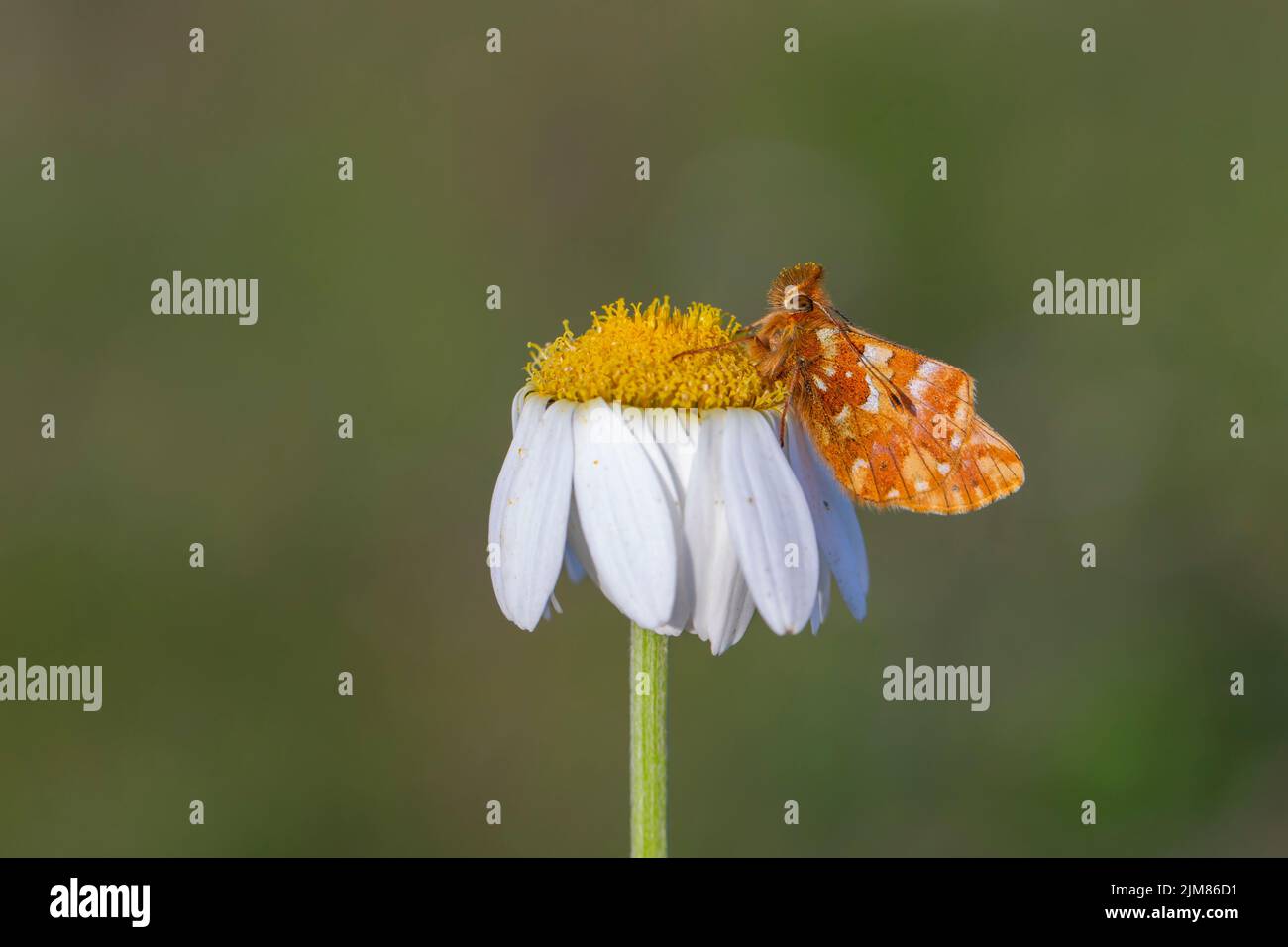 red butterfly perched on a daisy, Boloria caucasica Stock Photo