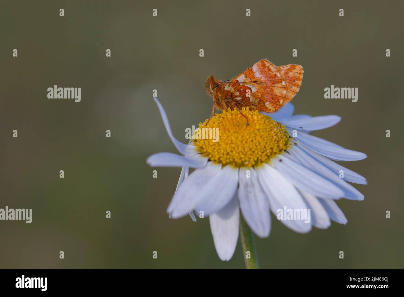 red butterfly perched on a daisy, Boloria caucasica Stock Photo
