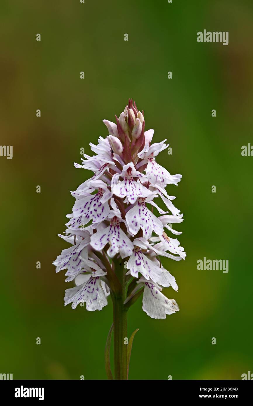 Focus Stacked image of a Heath Spotted Orchid at Cors Goch Nature Reserve Anglesey UK Stock Photo