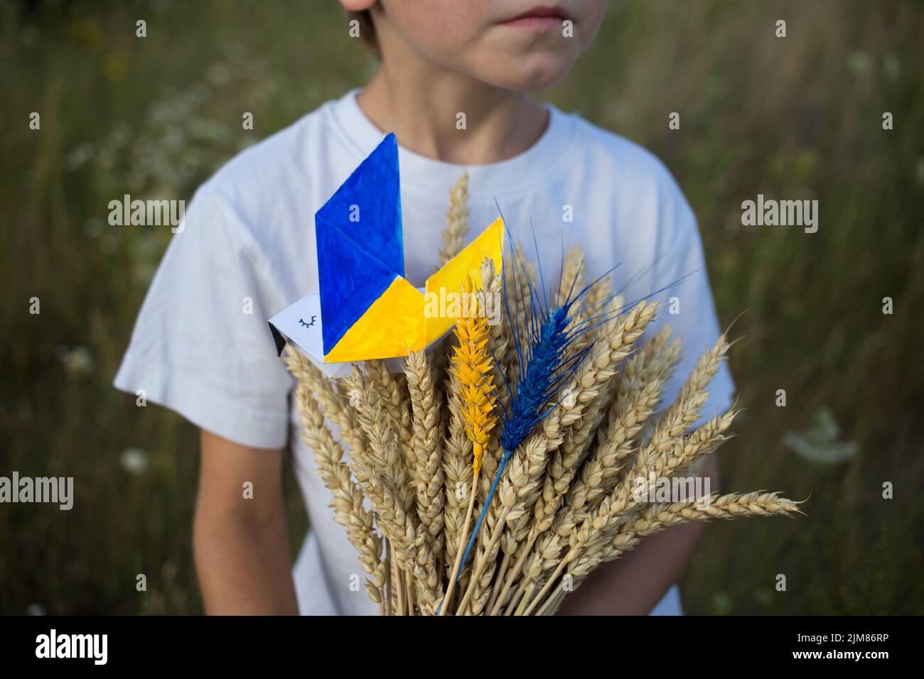 in hands of unrecognizable boy, bouquet of spikelets of wheat, on which sits paper dove of peace, with yellow-blue wings, two spikelets painted in col Stock Photo