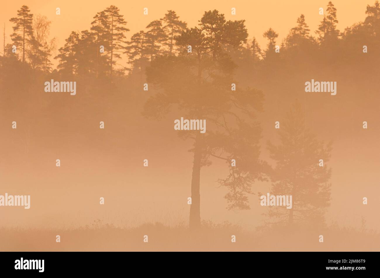 Tree standing in mist at sunrise Stock Photo
