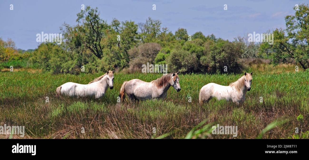 die typischen Pferde der Camargue Stock Photo