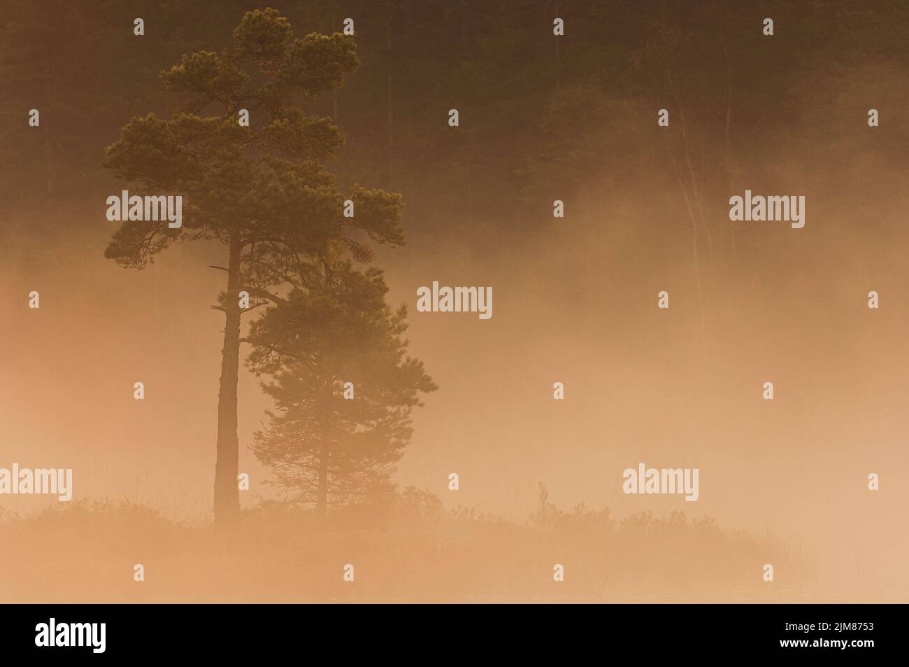 Tree standing in mist at sunrise Stock Photo