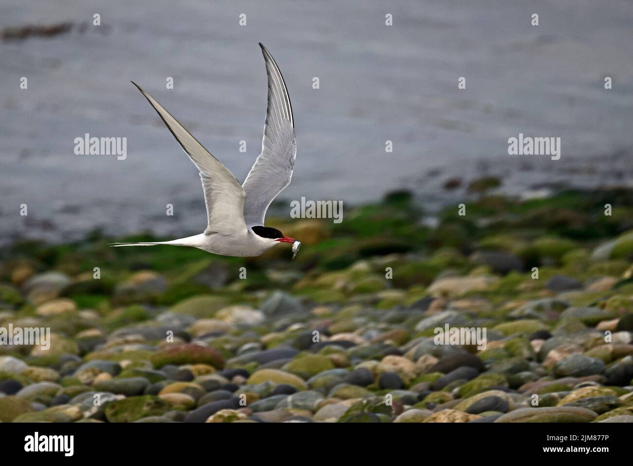 Common Tern in flight with Sandeel at Cemyln Lagoon Anglesey Wales UK Stock Photo