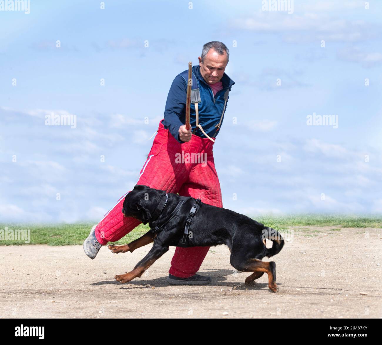 Sport Rottweiler Rottweiler training hi-res stock photography and images - Alamy