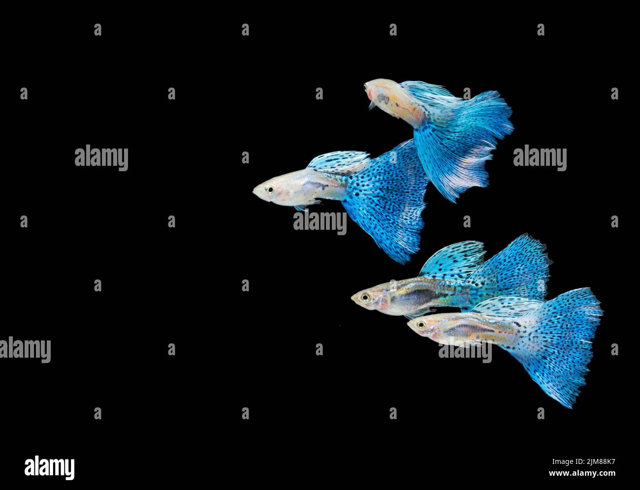 Swimming blue guppy, tropical fish pet Stock Photo Alamy